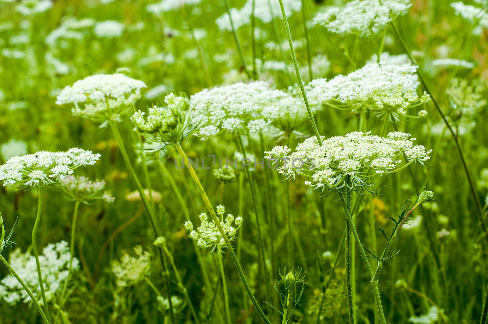 Meadow at the summer time