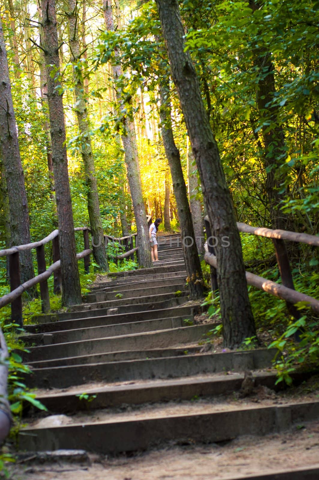 An image of the pathway in the wood