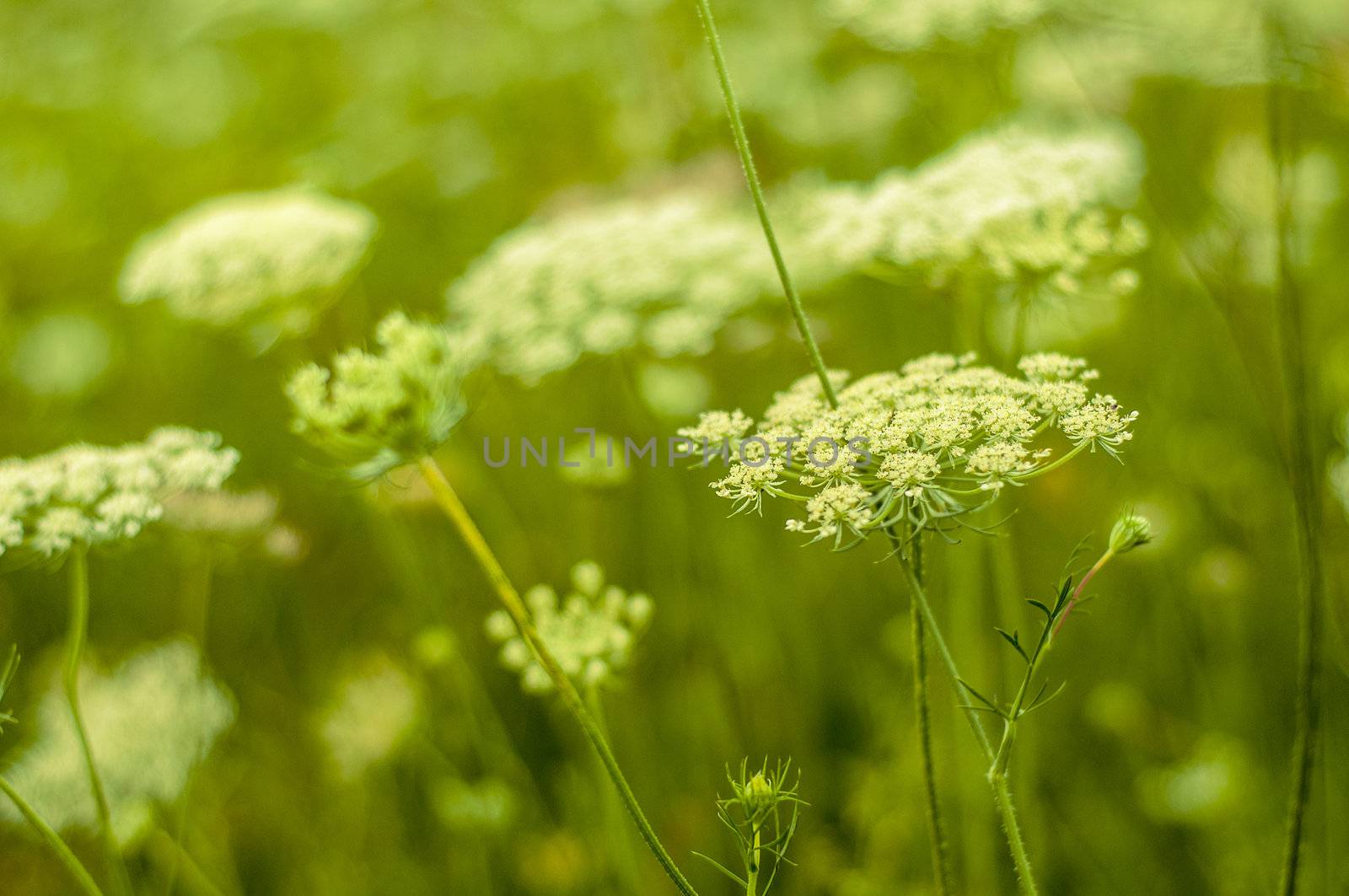 Meadow at the summer time