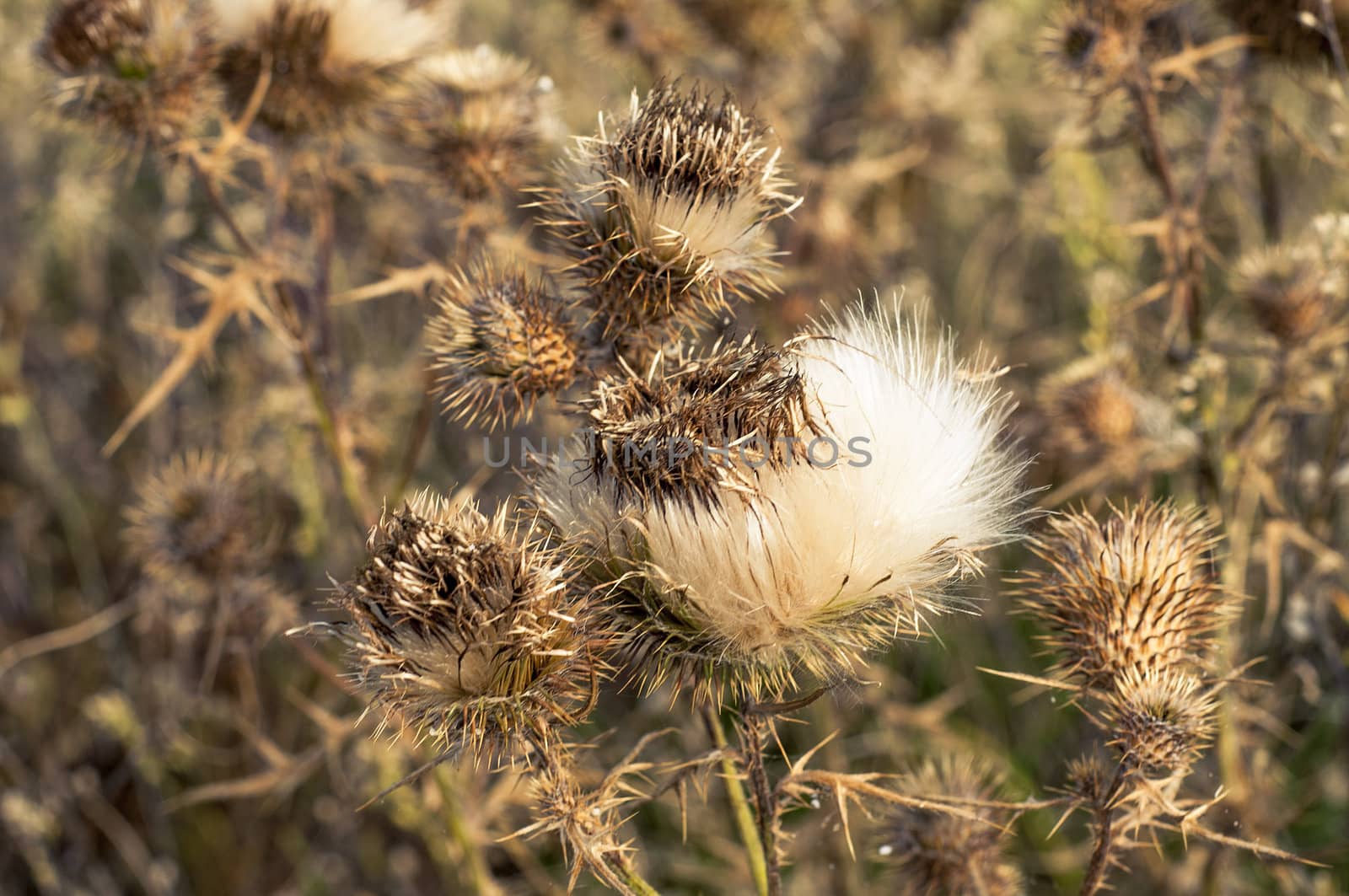 An image of carduus plant