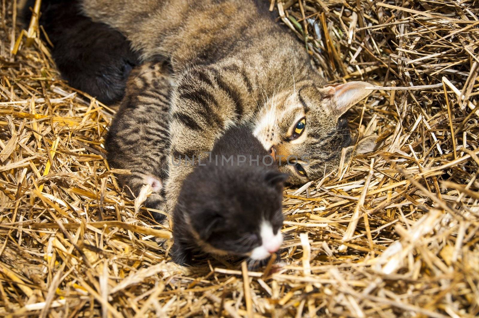 An image of young cats in the barn lying on the straw