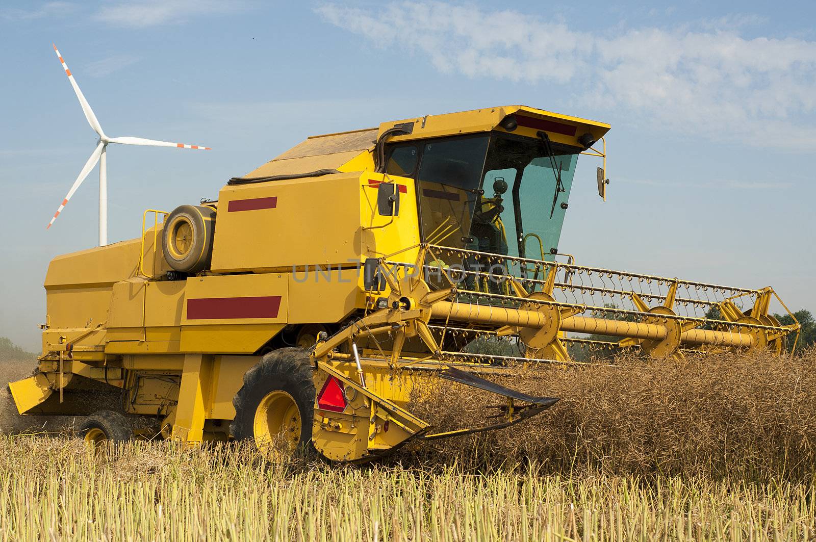 An image of combine harvesting rape