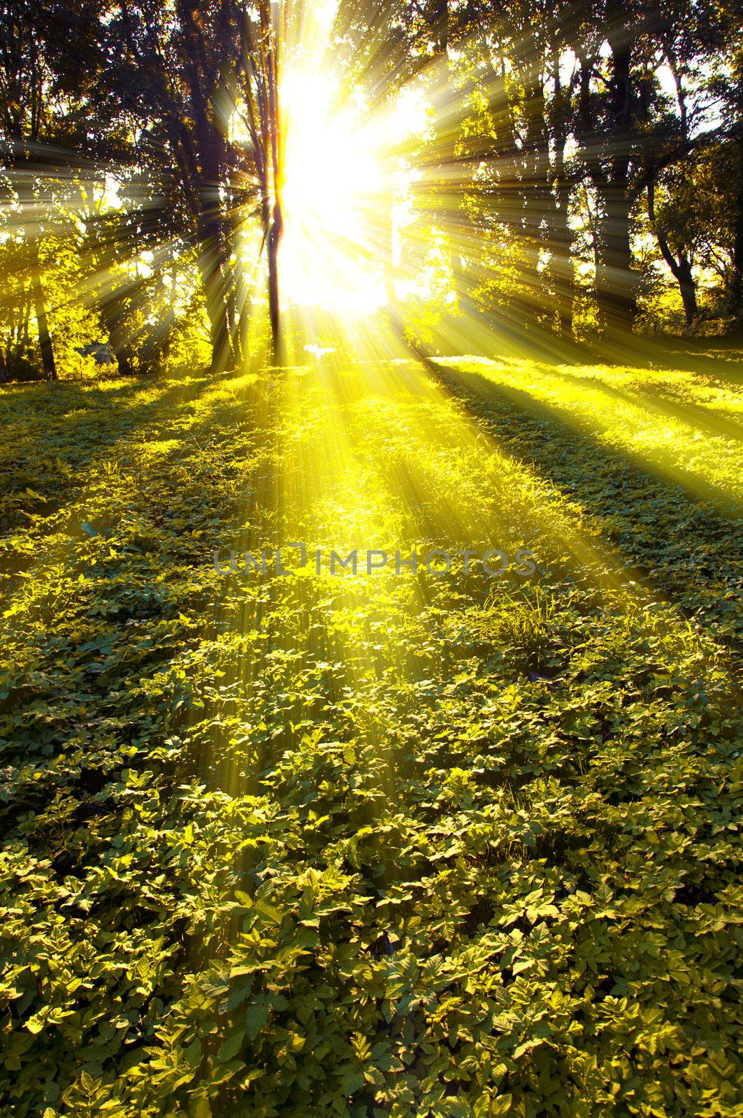 An image of Forest in the morning with sunrays