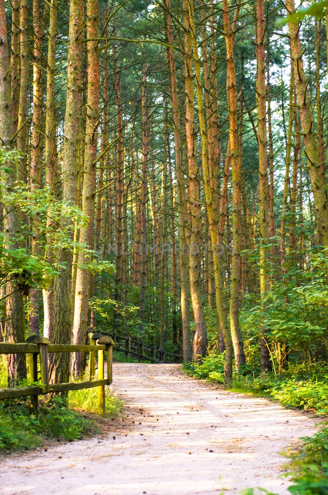 An image of the pathway in the wood