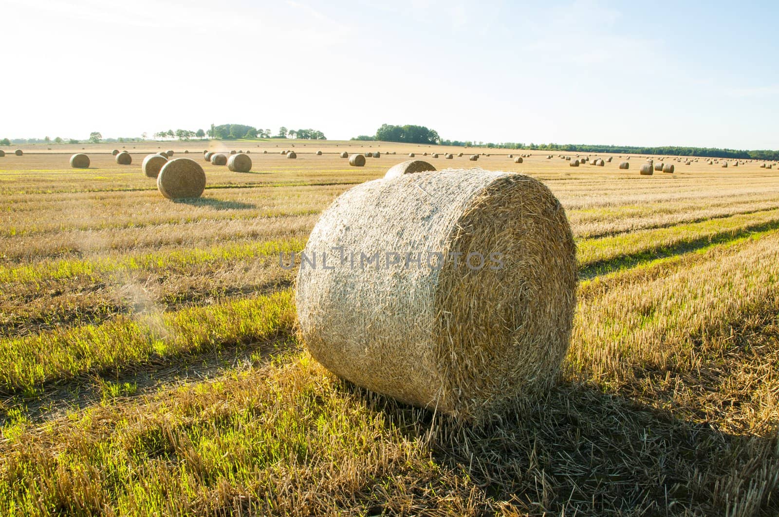 An image of straw bales on harvested field