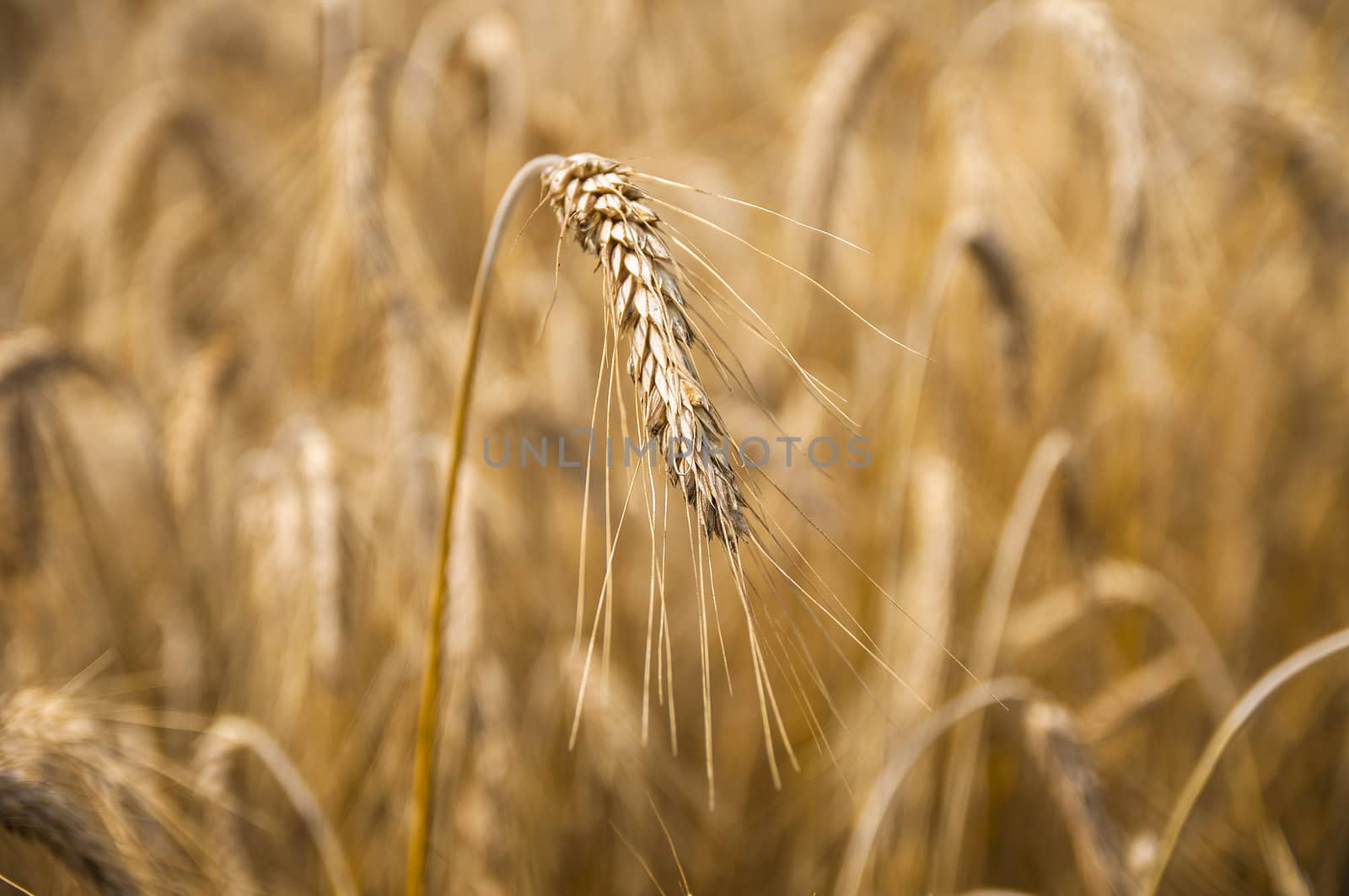 Mature wheat ready for harvest in the early summer