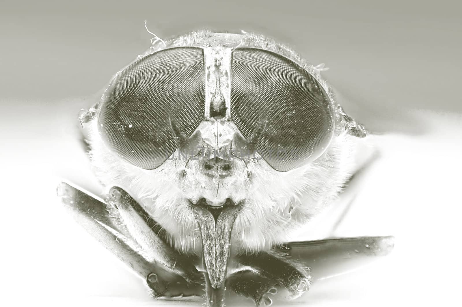 An image of macro of a bug 