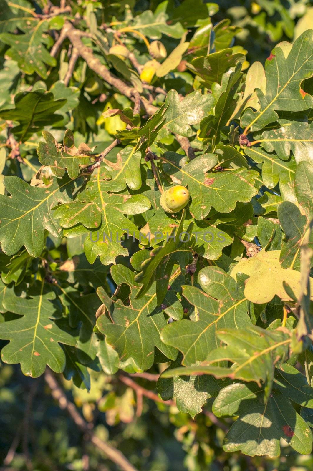 An image of haycorns