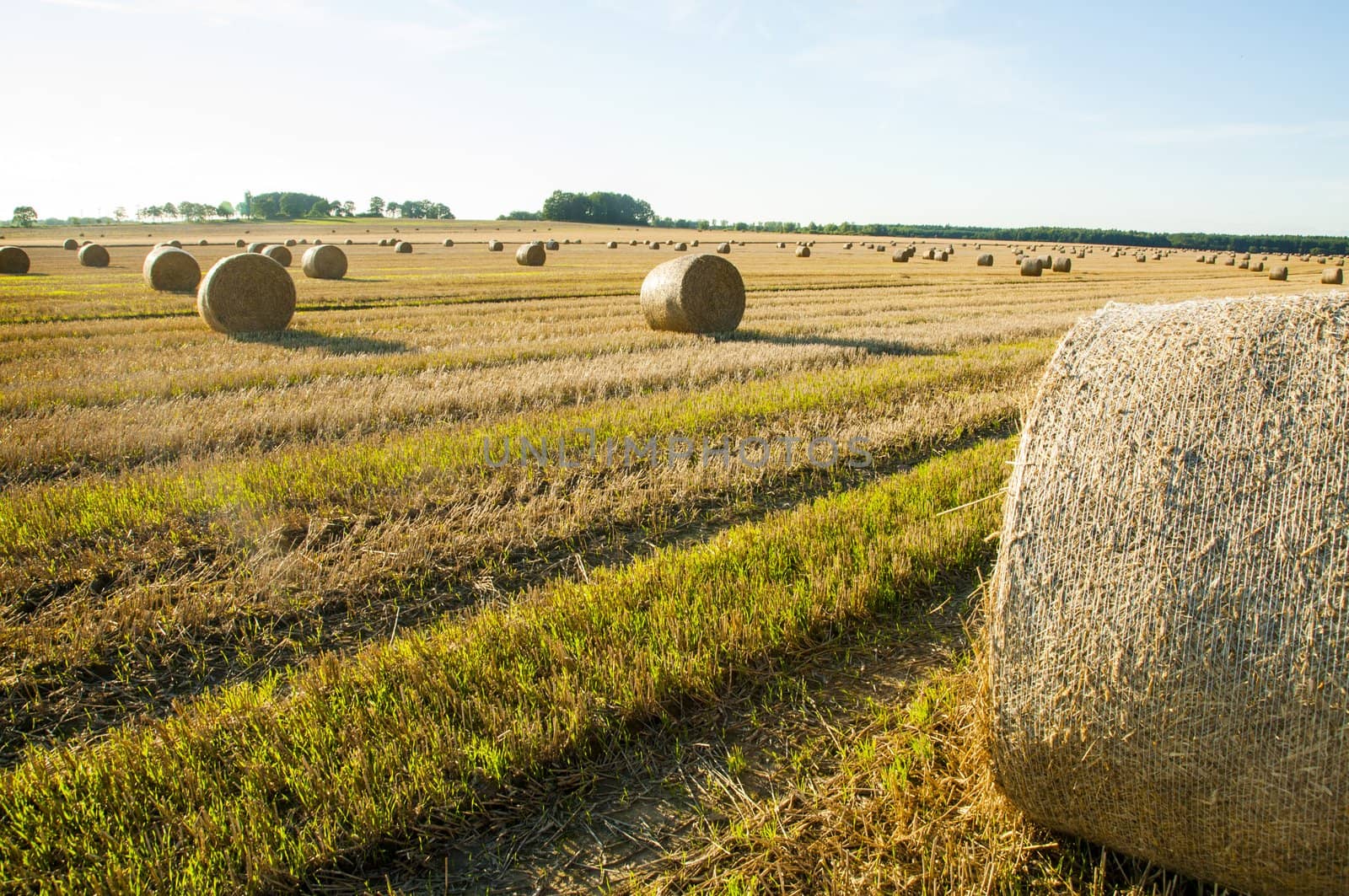 An image of straw bales on harvested field