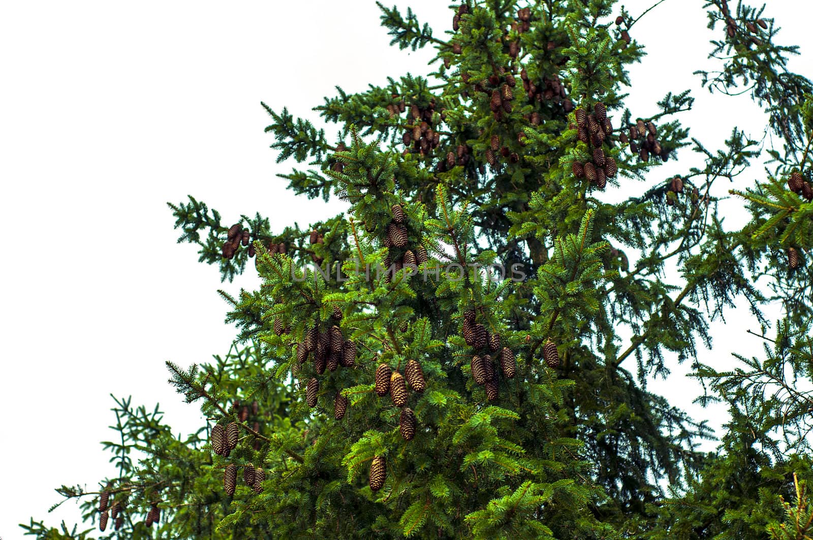 Spruce branch full of cones