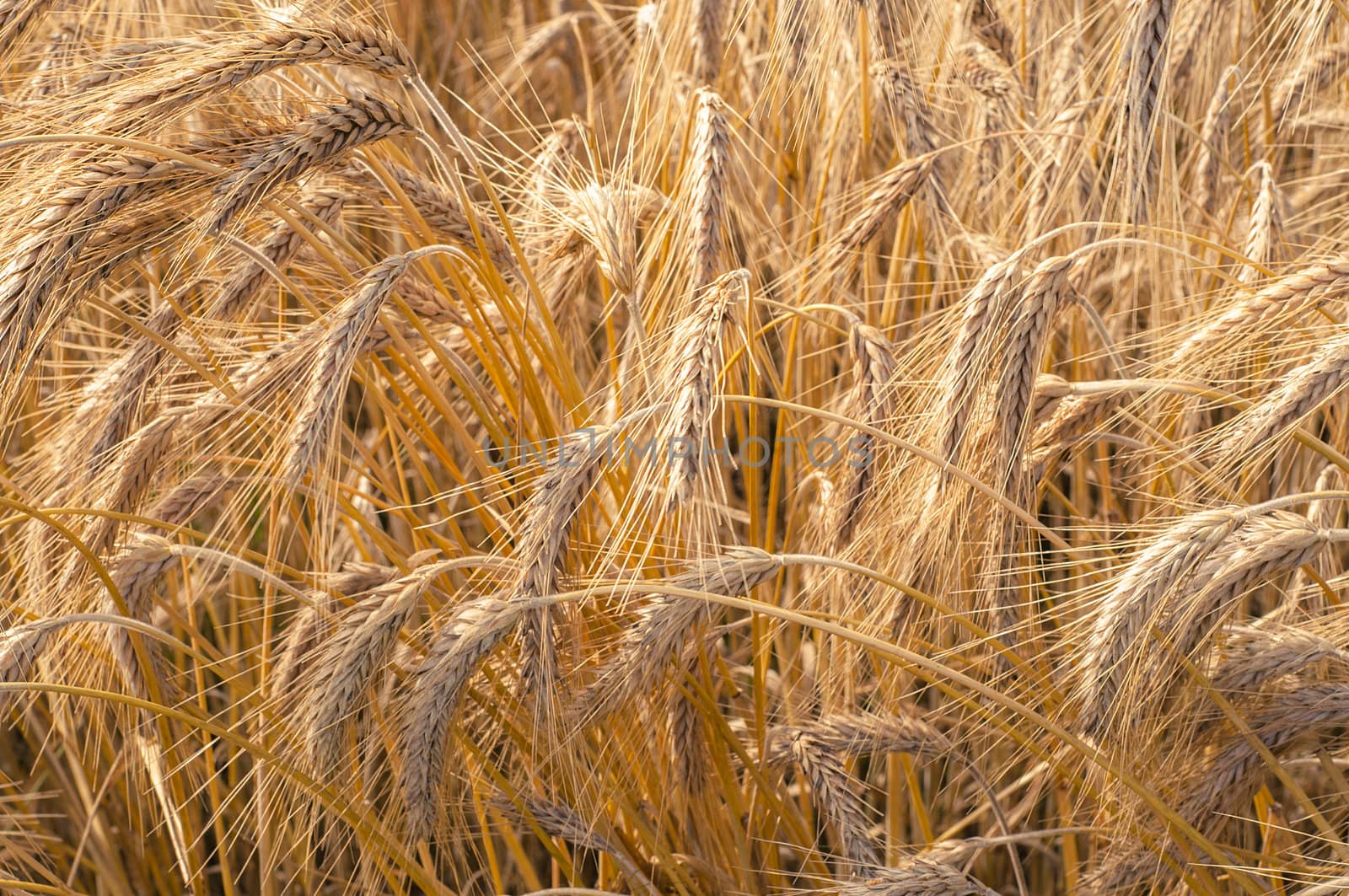 Mature wheat ready for harvest in the early summer