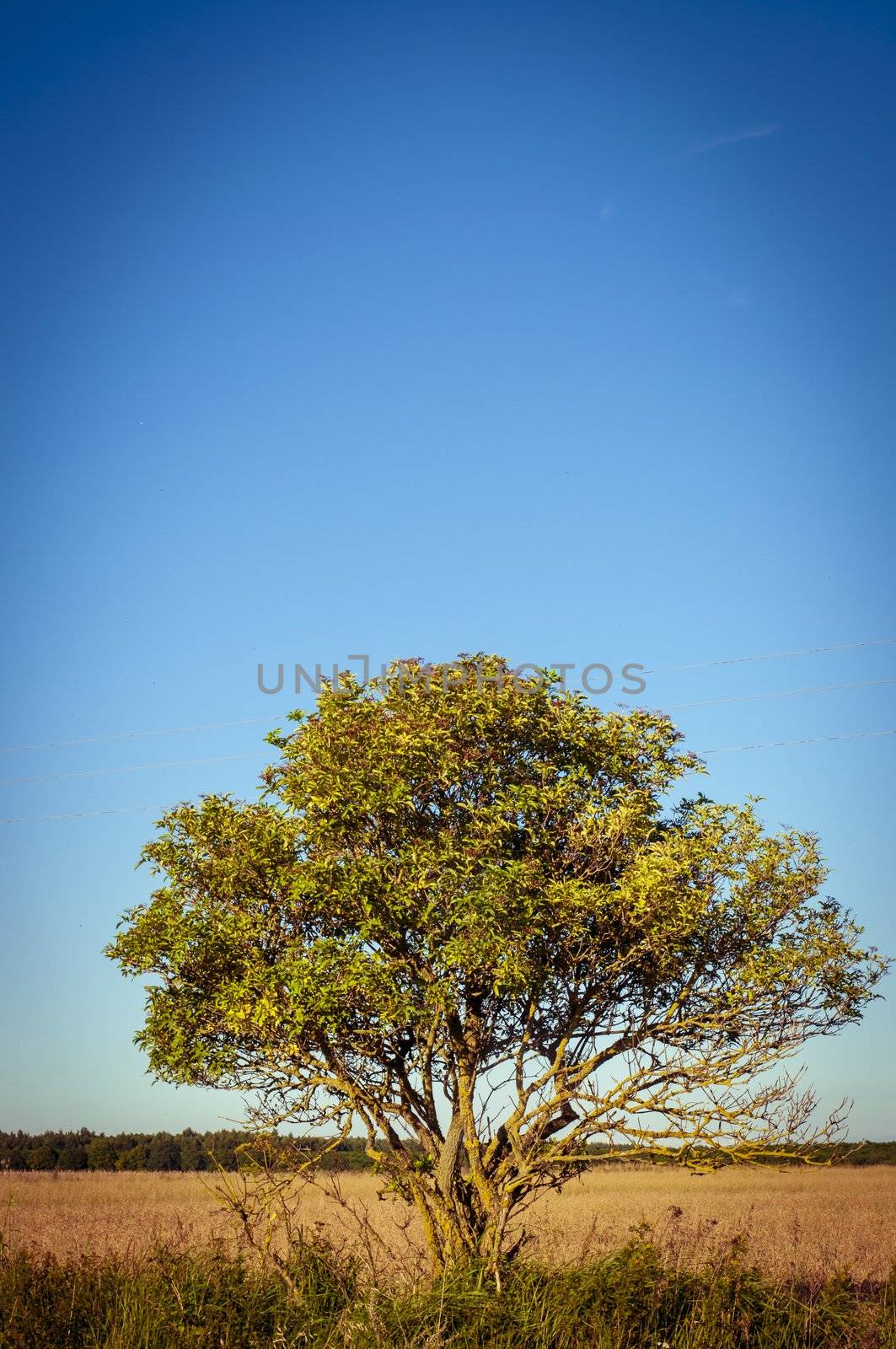 Alone tree in the countryside on blue sky
