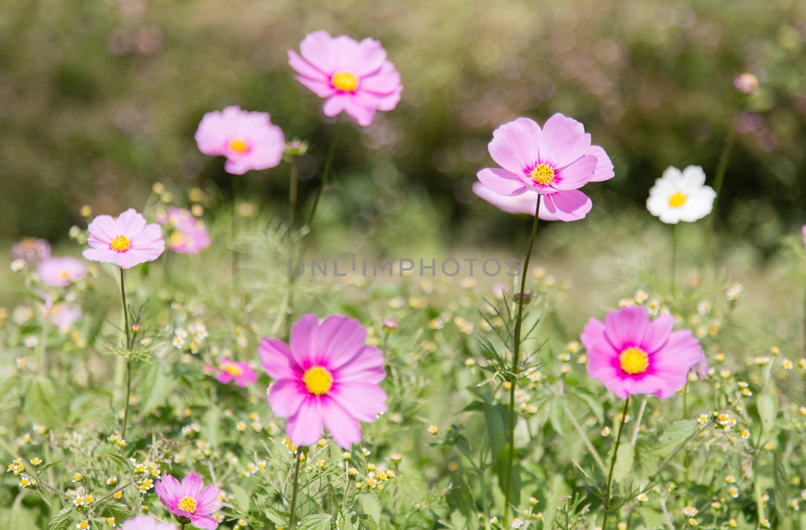 many cosmos flower in garden in daylight time