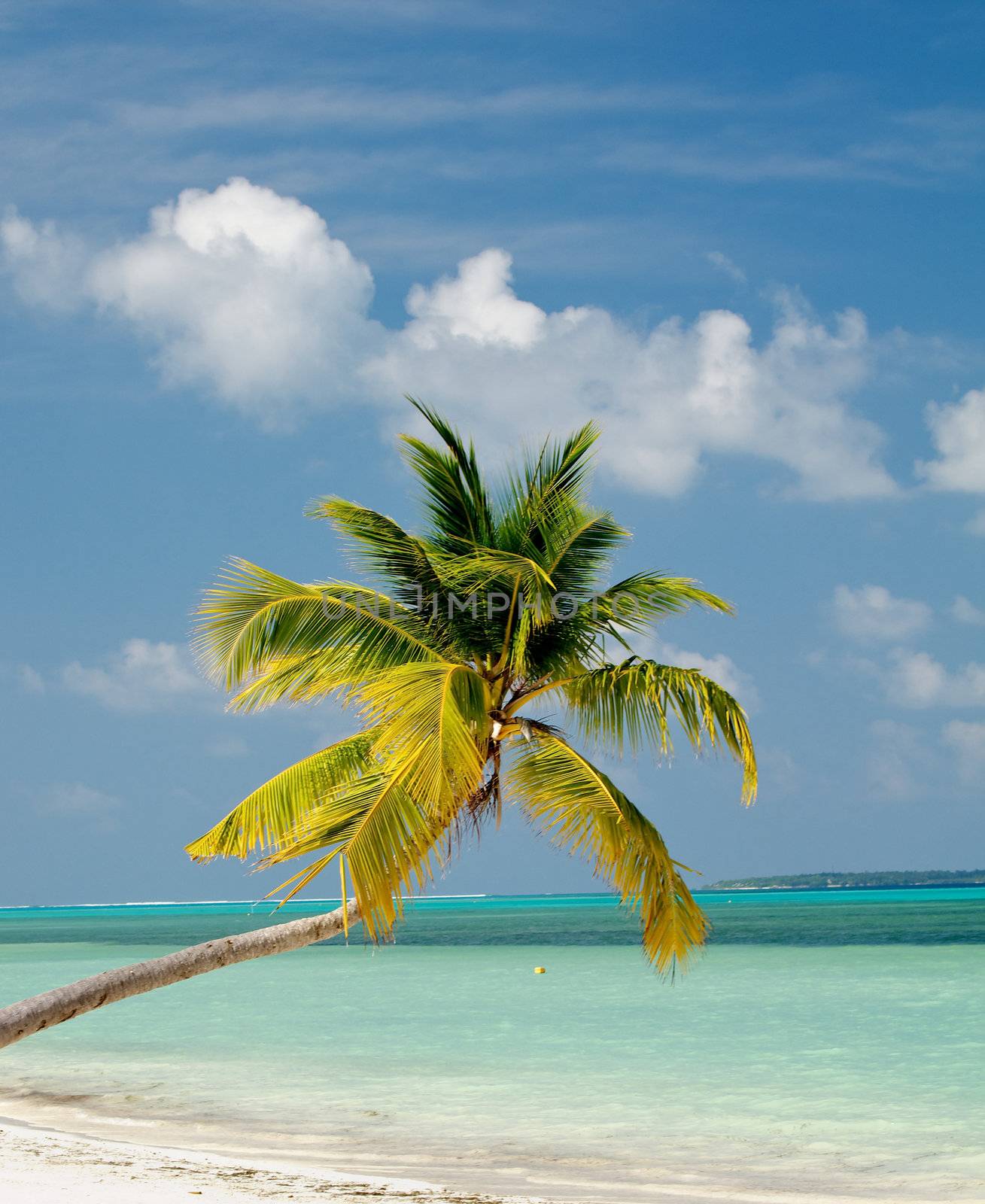 Beautifil Single Palm Tree over Ocean Beach on Blue Sky background