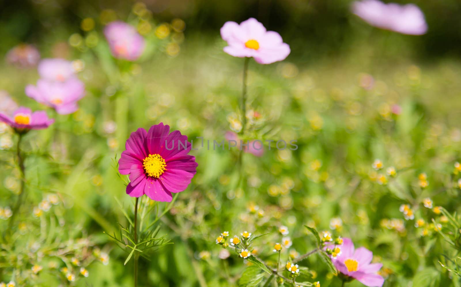 many cosmos flower in garden in daylight time