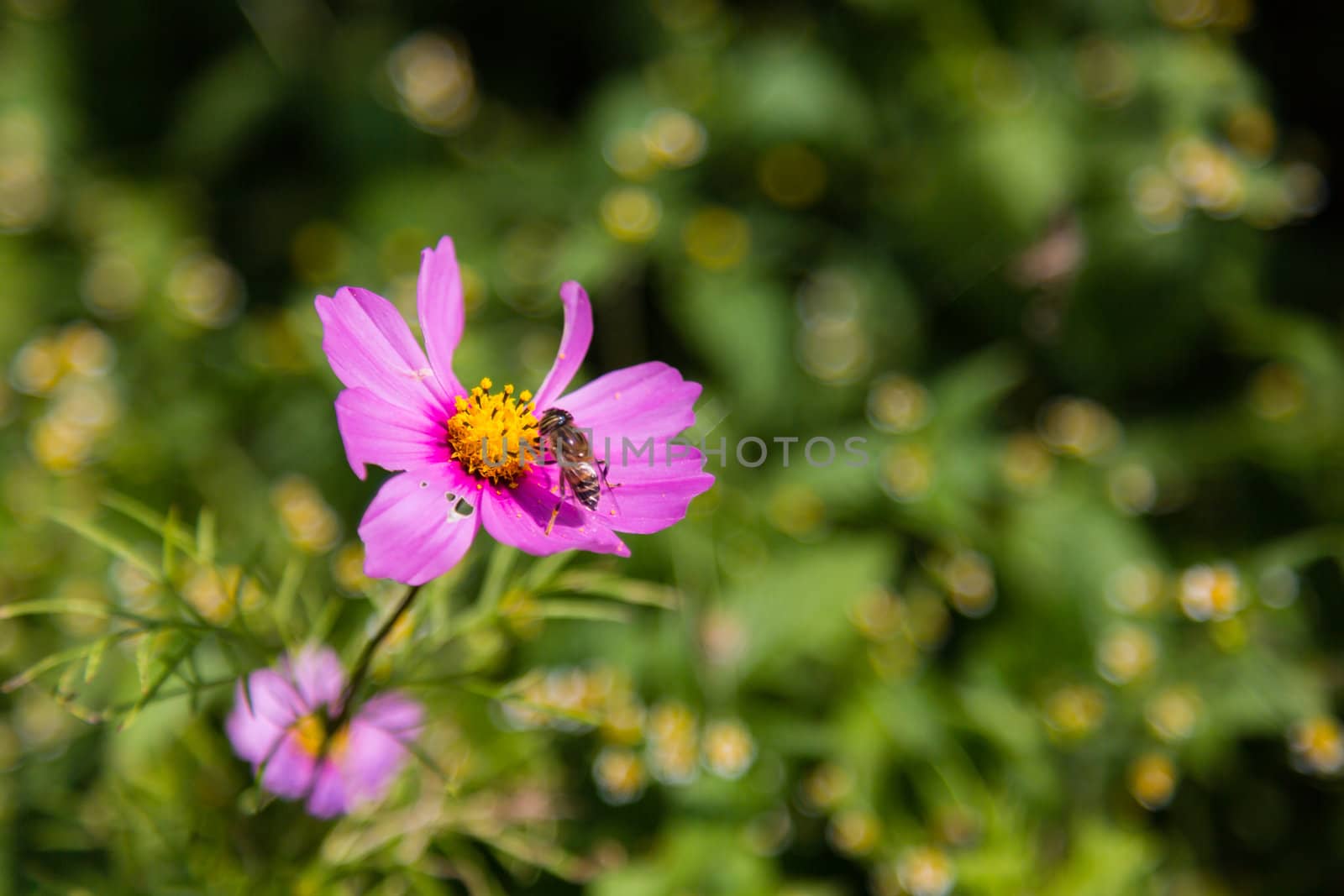 cosmos flower in garden with insect on leaf