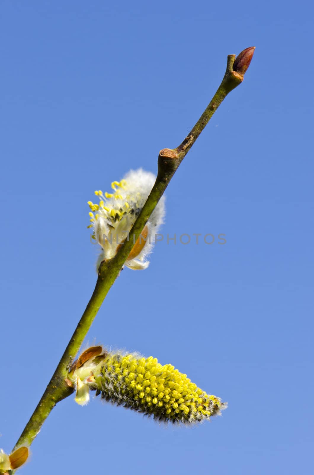 branch with yellow pussy-willow on spring blue sky background
