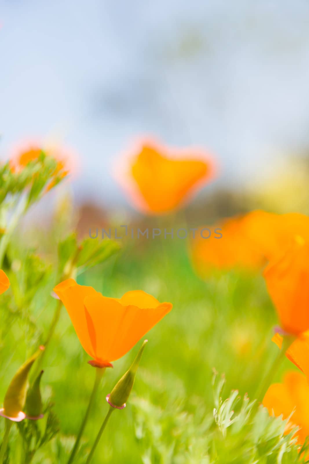 many orange flower in garden day light time