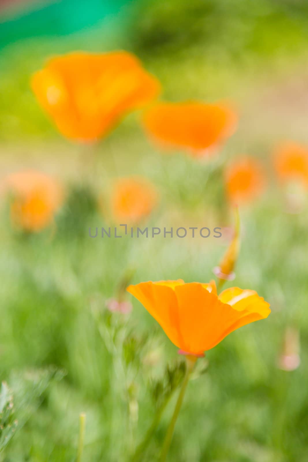 many orange flower in garden day light time