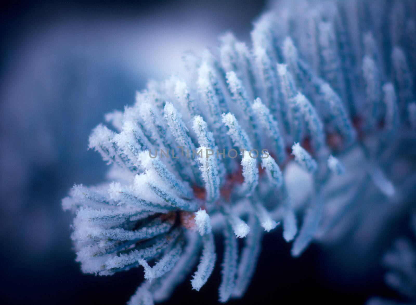 Winter frost on spruce tree  close-up .Shallow depth-of-field. 