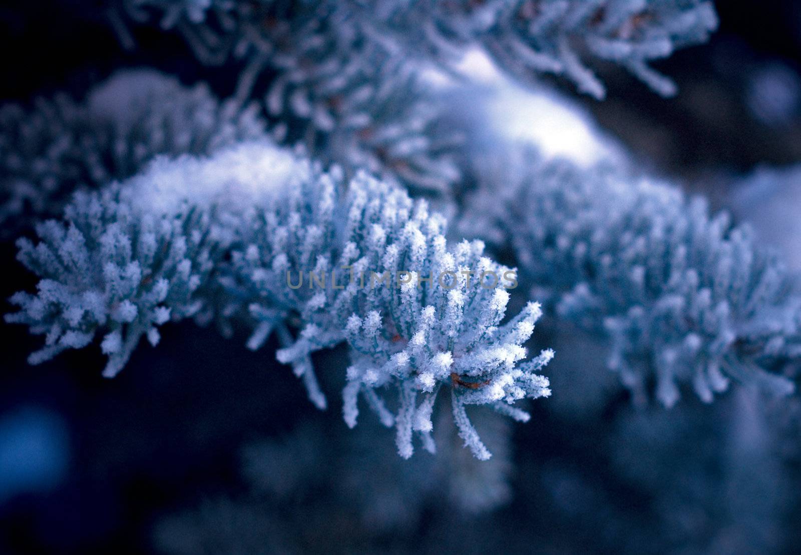 Winter frost on spruce tree  close-up .Shallow depth-of-field. 