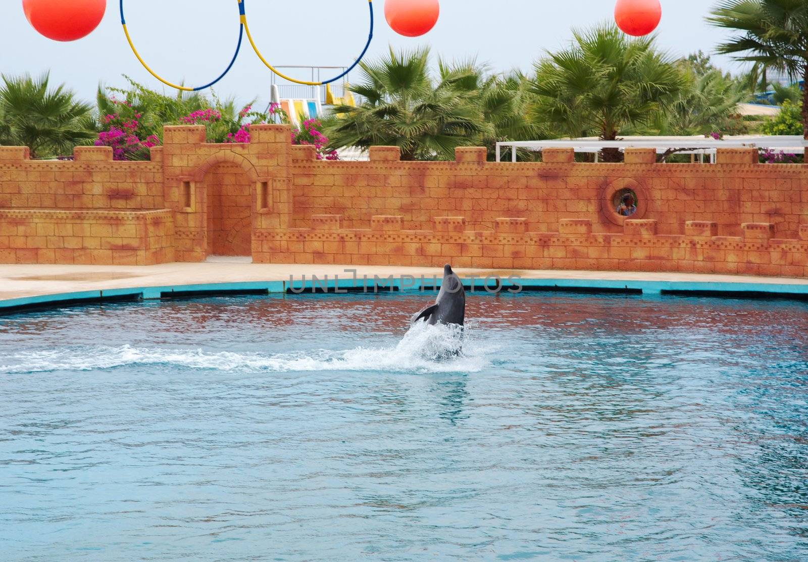 dolphin playing in water.Performance in dolphinarium. 