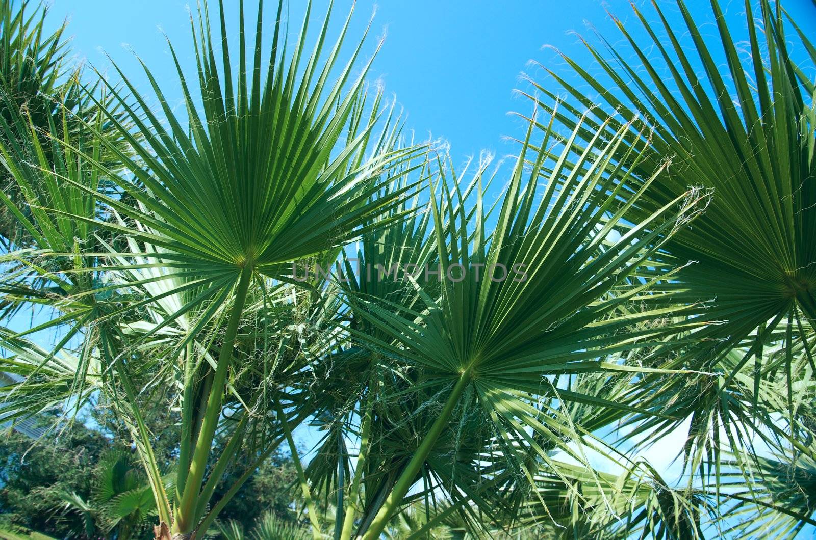 Beauty palm-trees in Antalya, Turkey.