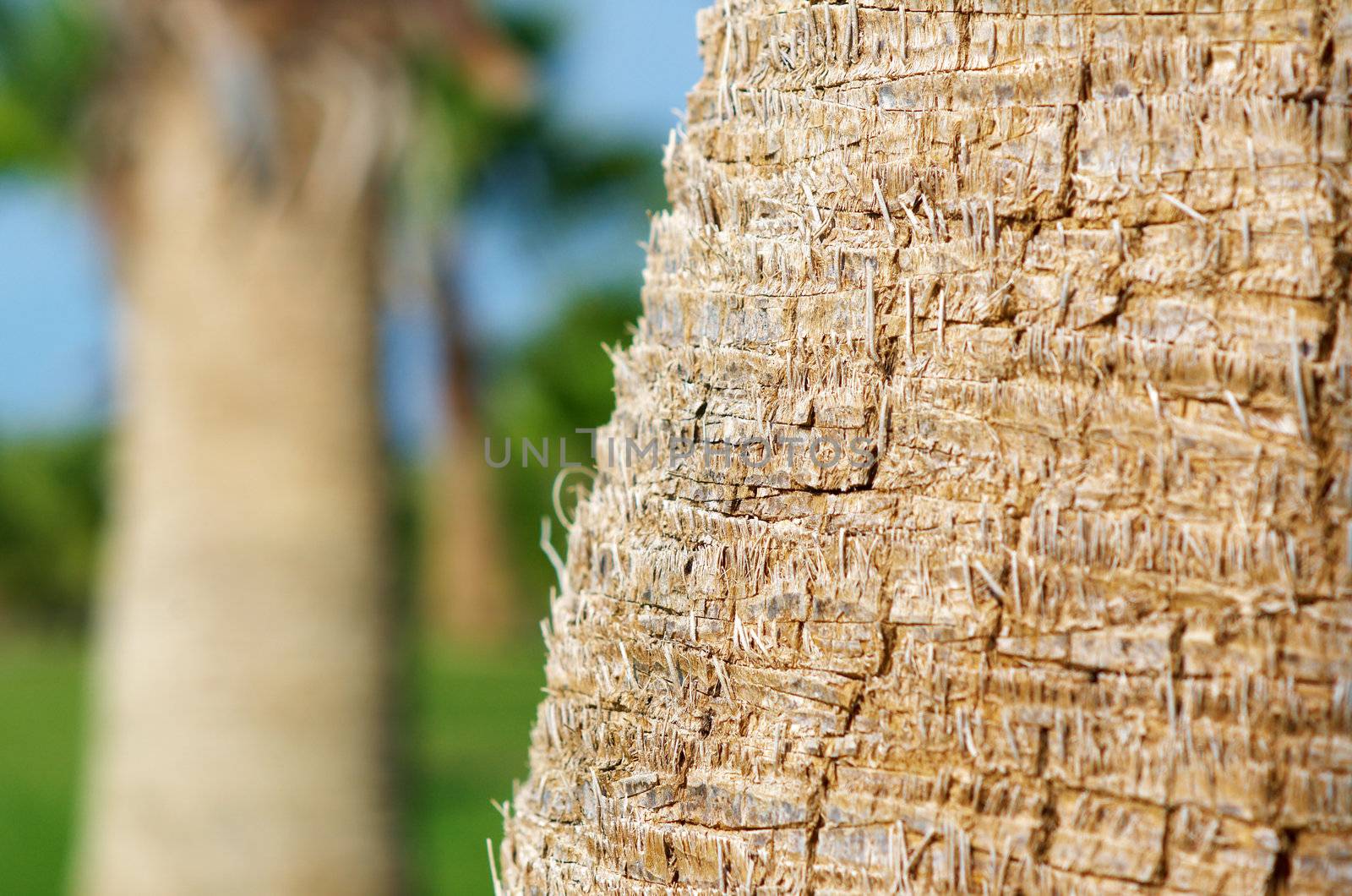  palm tree wood bark natural texture background.  close-up