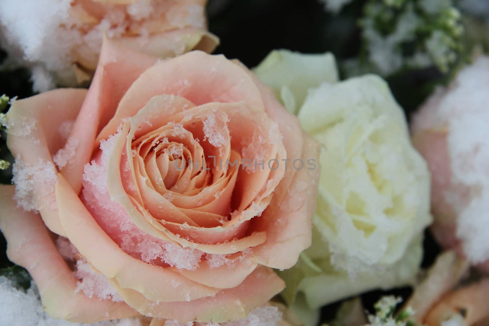 Big pink and white roses, covered with fresh snow