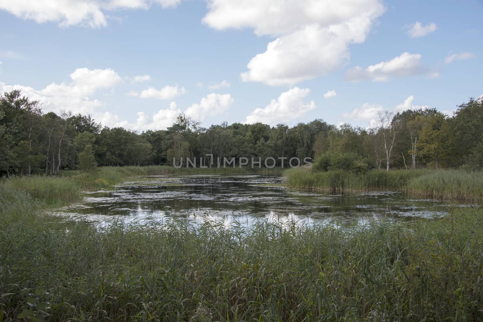 small lake in the dunes of Holland