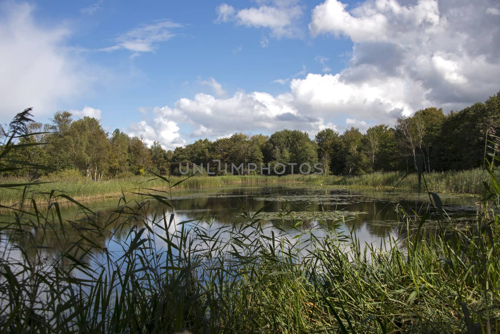 small lake in the dunes of Holland