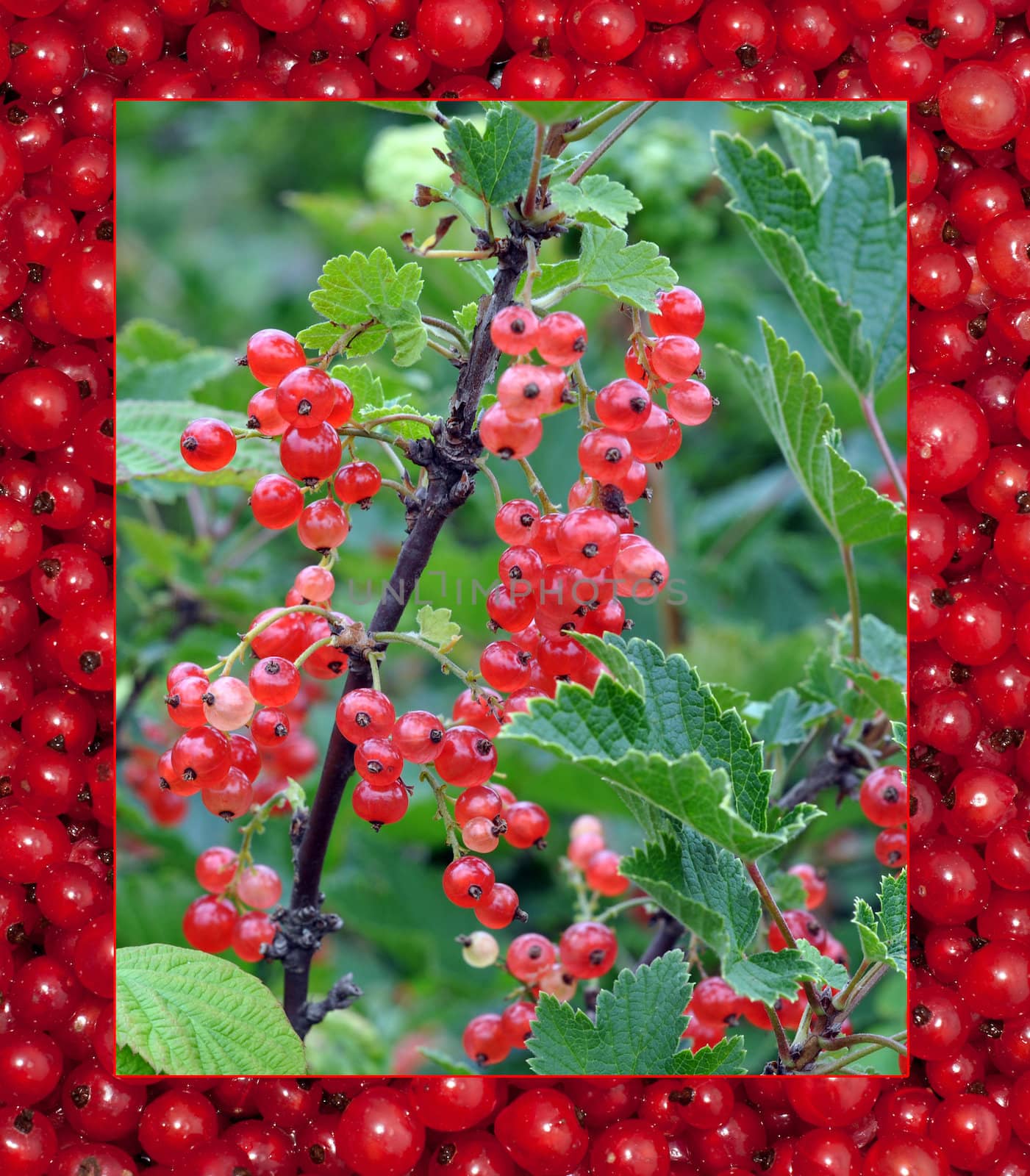 Bush of a red currant with a frame of berries by alexcoolok