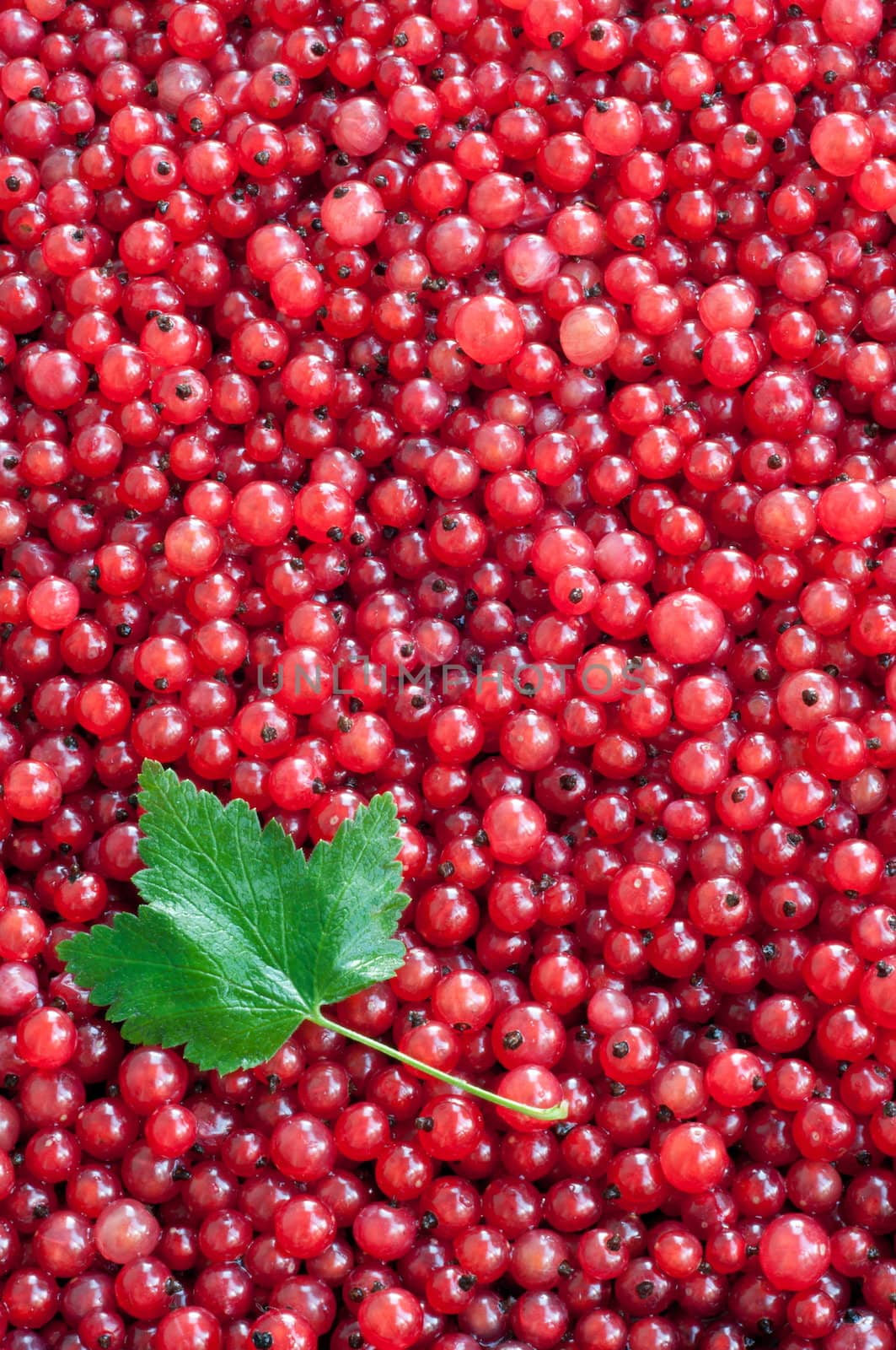 Berries of a red currant by alexcoolok