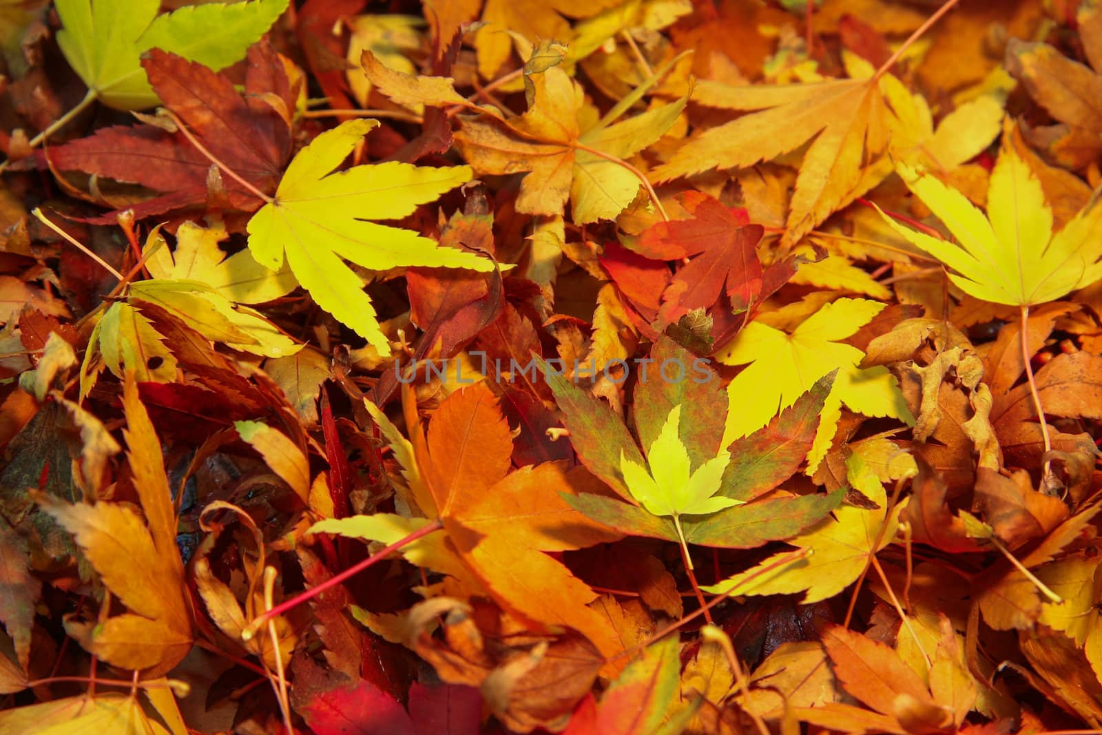 Autumn Leaves by michael_fox