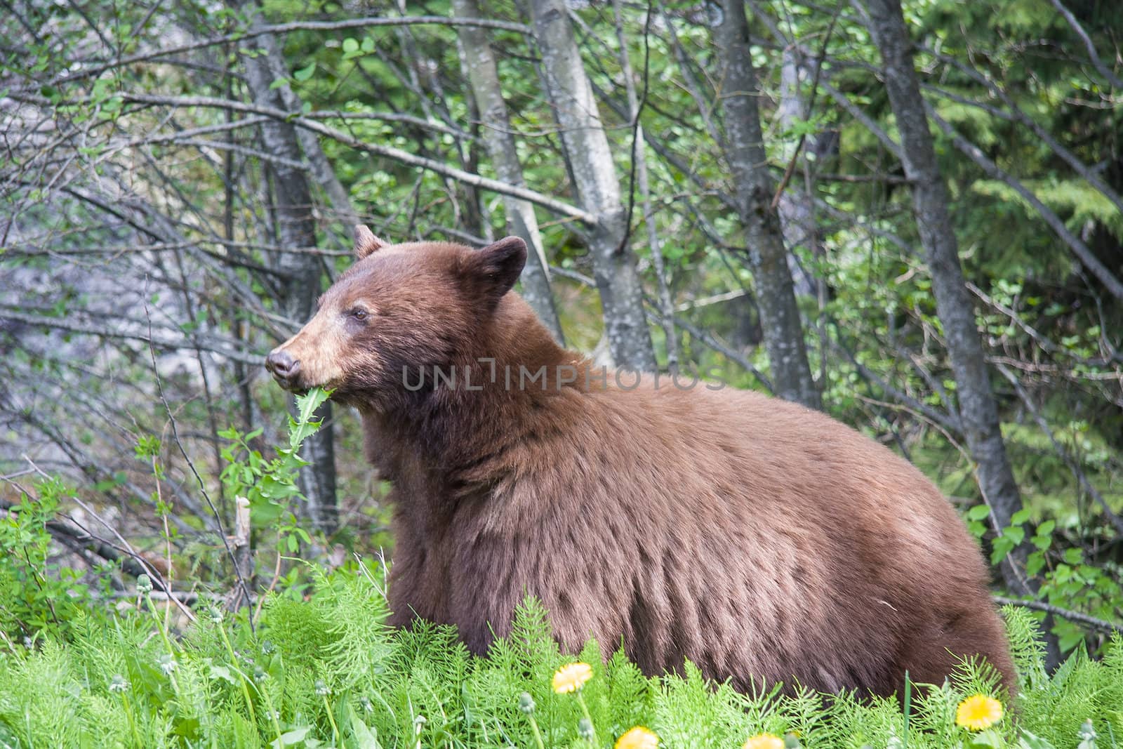 Large Brown Bear foraging in the forest