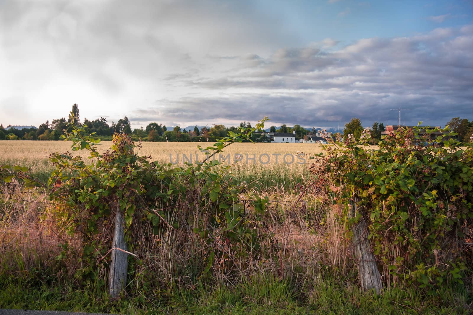 Rural Landscape by michael_fox