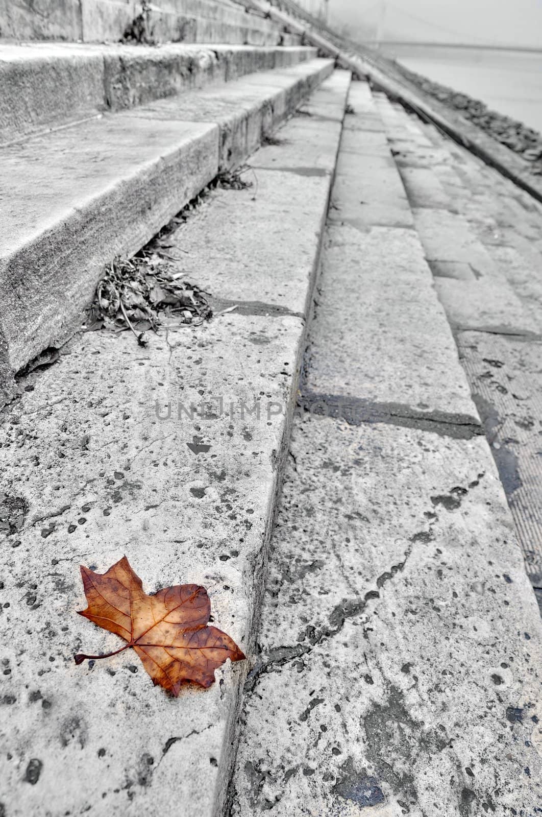 Autumn leaf half desaturated by anderm