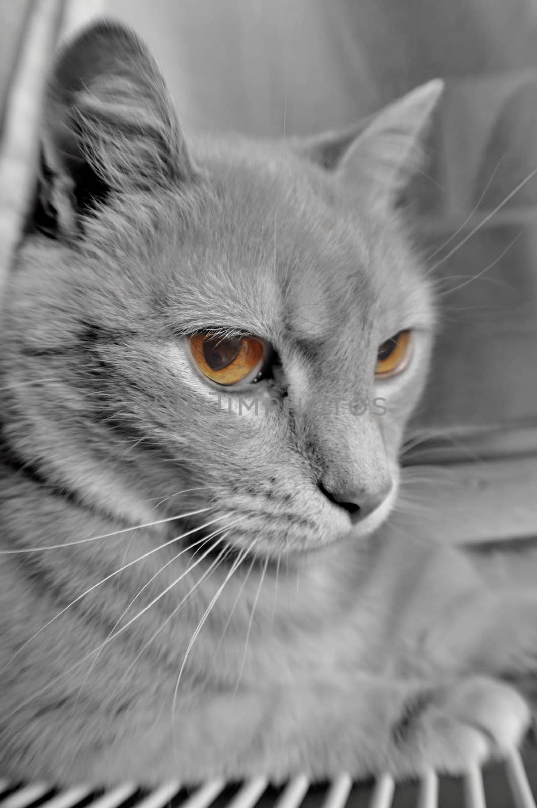 Grey cat with yellow eyes by anderm