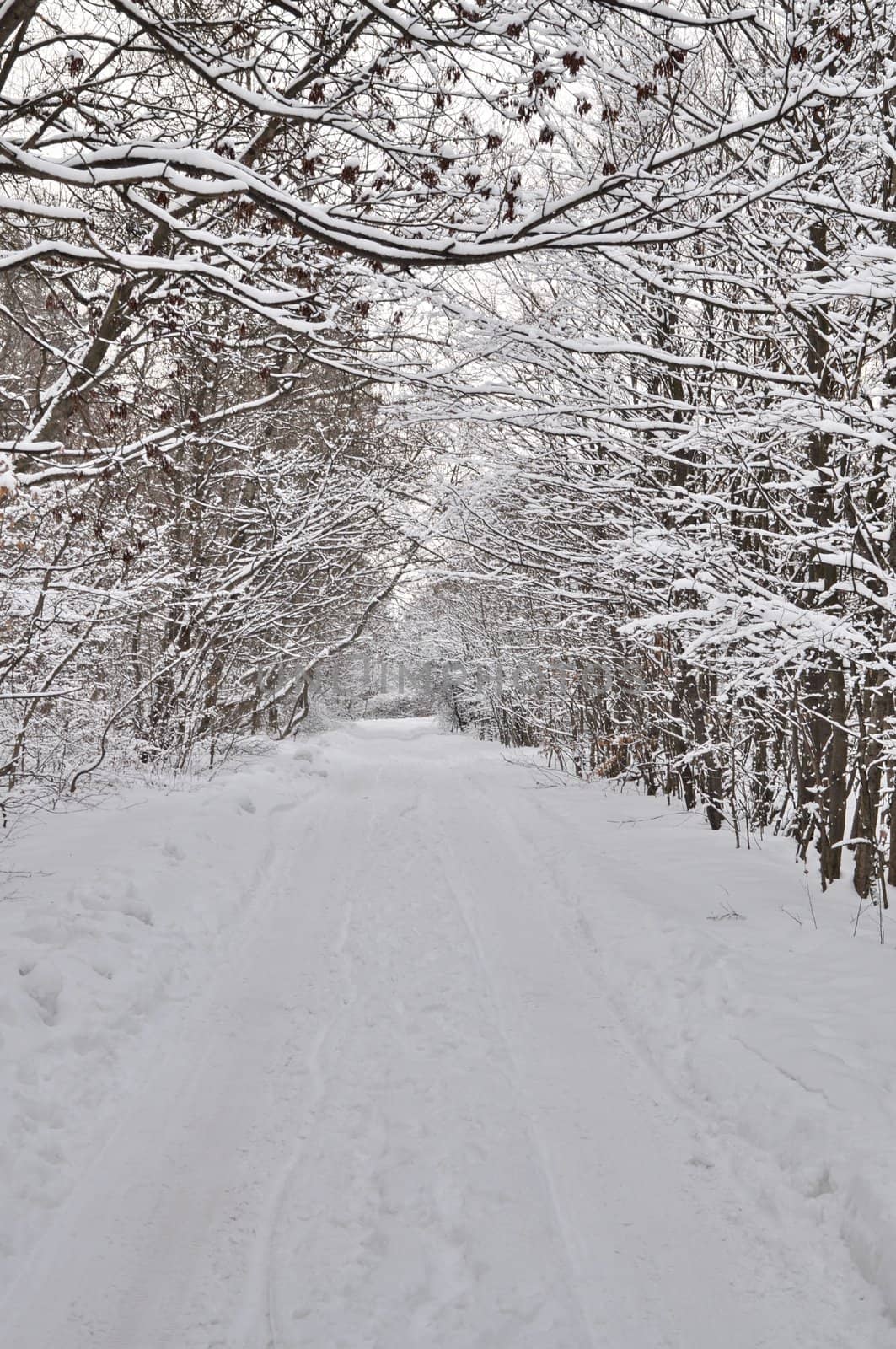 Empty winter road