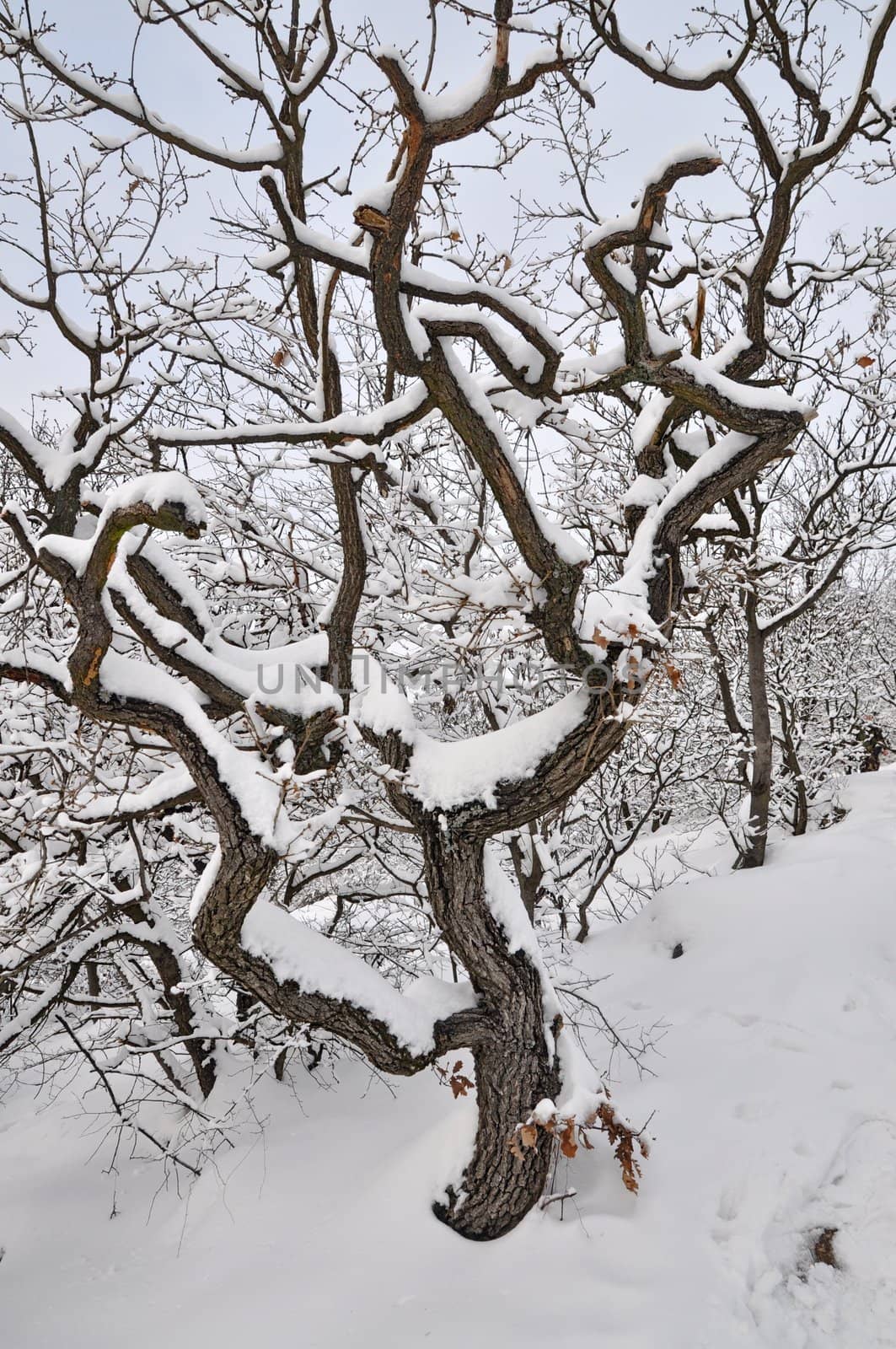 Snow covered old tree by anderm