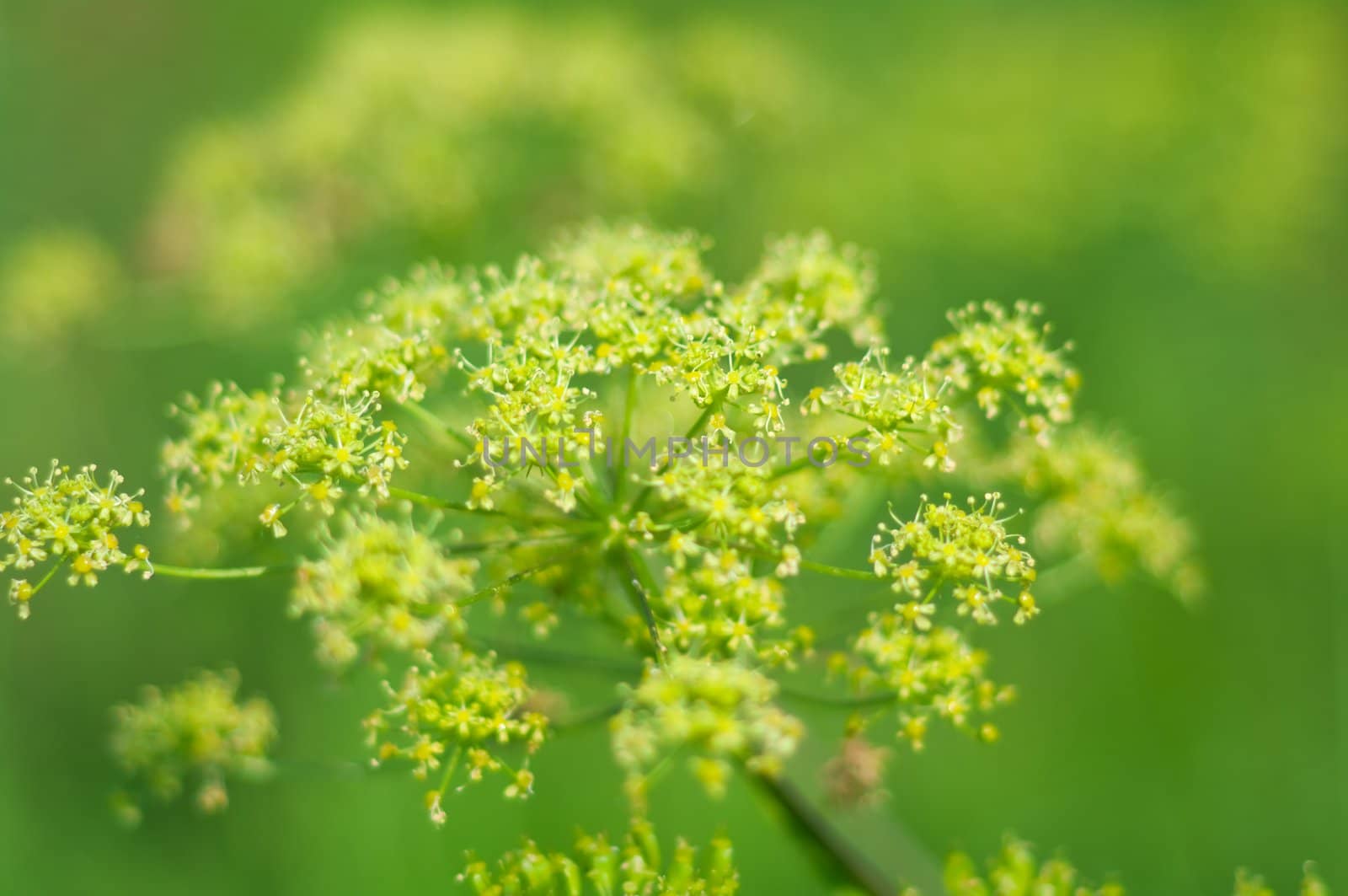 Angelica plan. Close-up  .Shallow depth-of-field. 