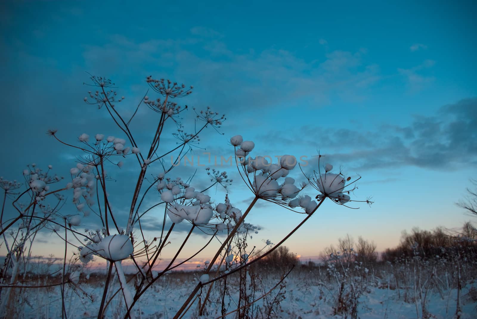 Winter landscape.Winter scene 