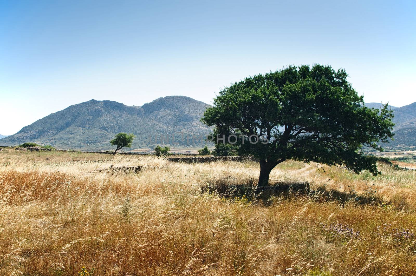 Tree in a mediterranean Landscape, taken in Greece, Naxos