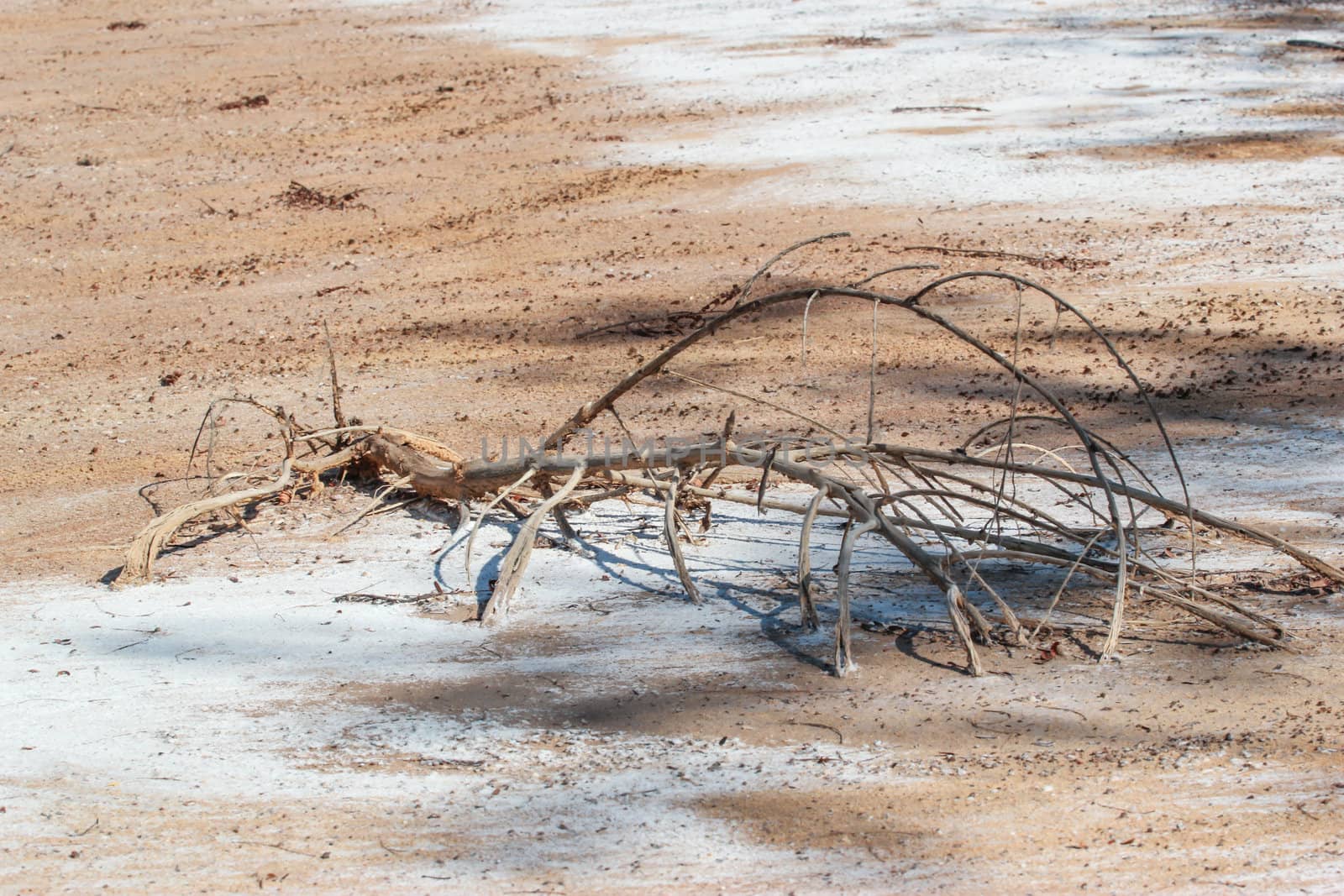 desert landscape at thailand by wasan_gredpree