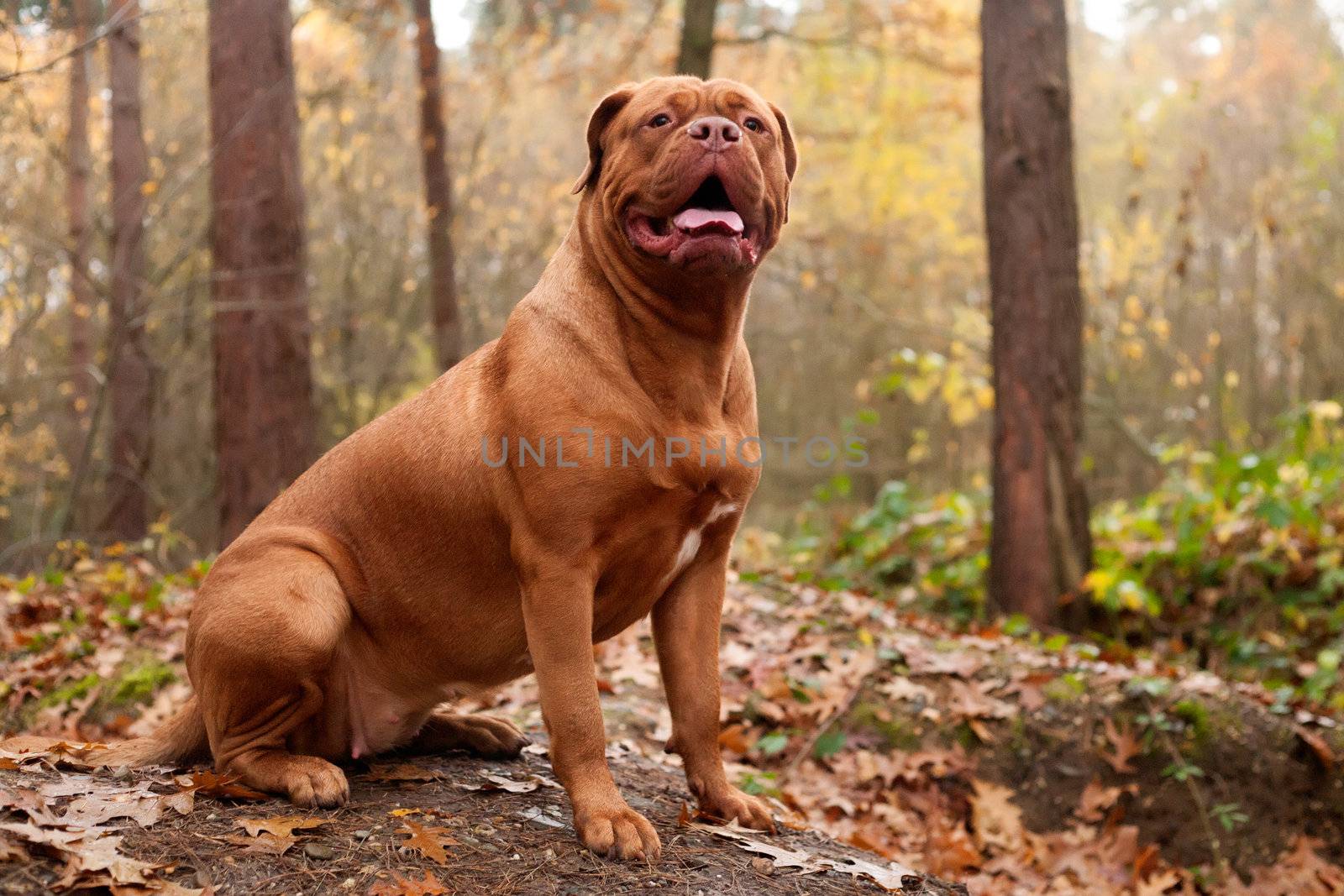 Bordeaux dog in the forest is posing 