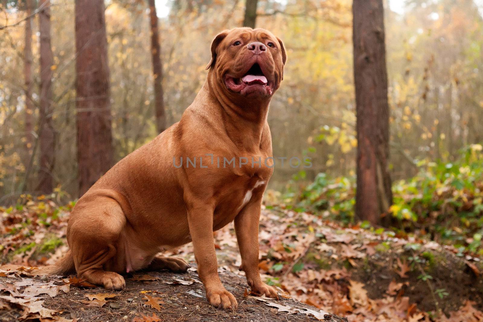 Bordeaux dog in the forest is posing 