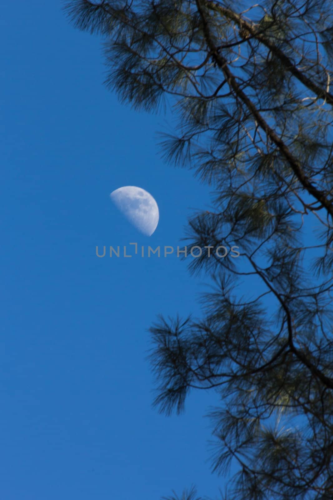 Crescent Moon and Pine at Pinnacles National Monument in California, USA.