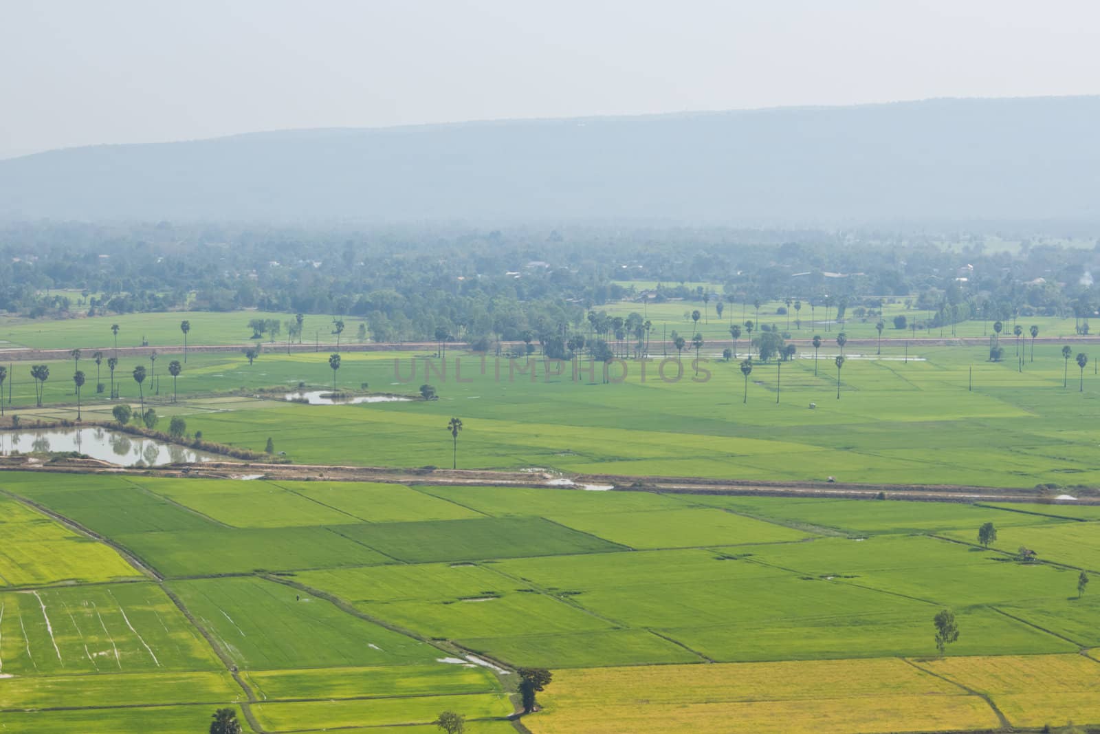 Top View of Rice Field surrounded by mountains and fog in the morning.