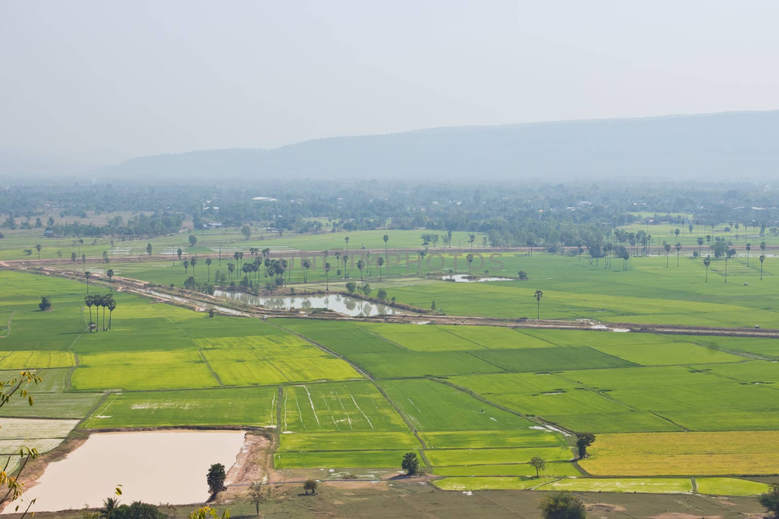 Top View of Rice Field surrounded by mountains and fog in the morning.