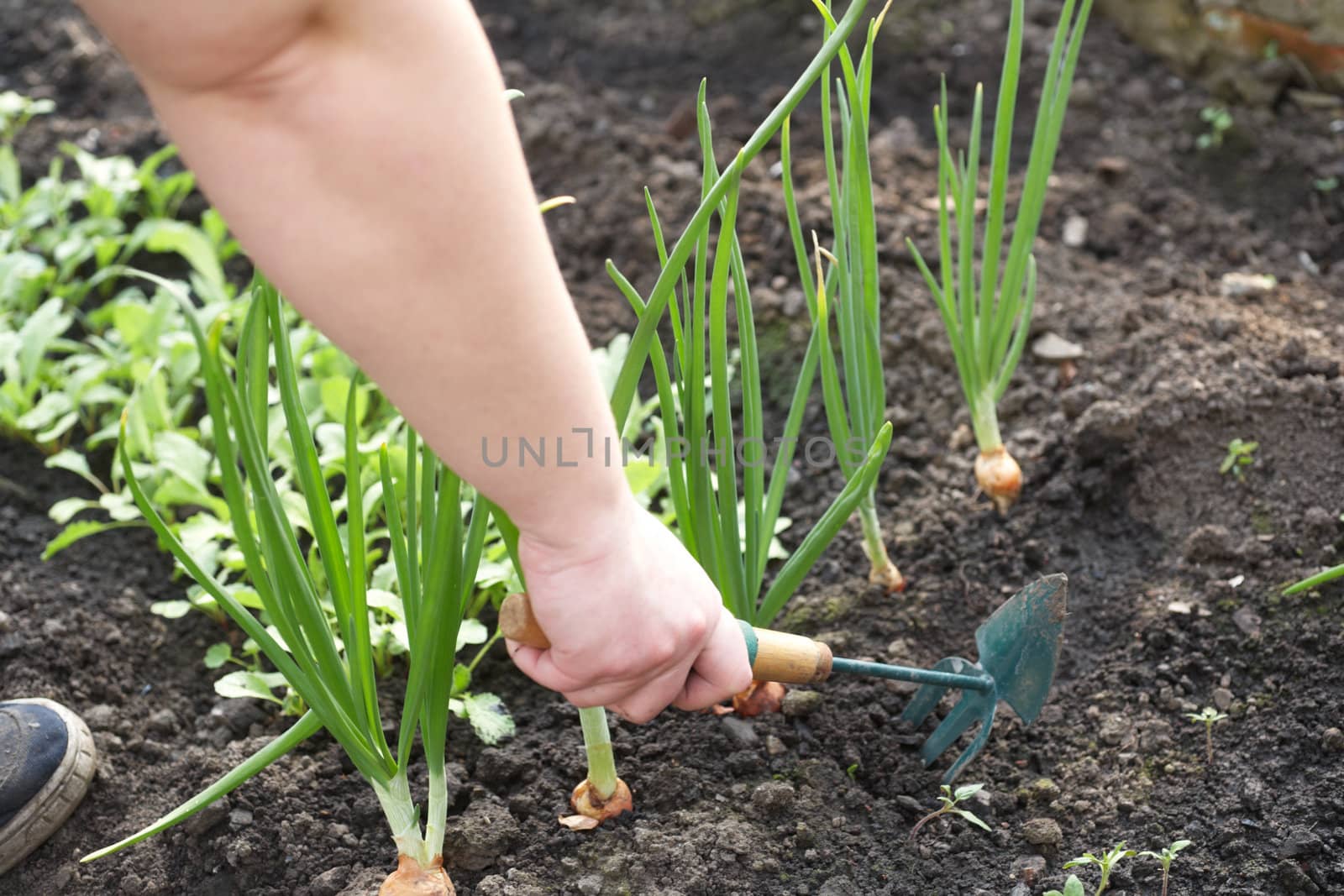 The man in a garden puts vegetables